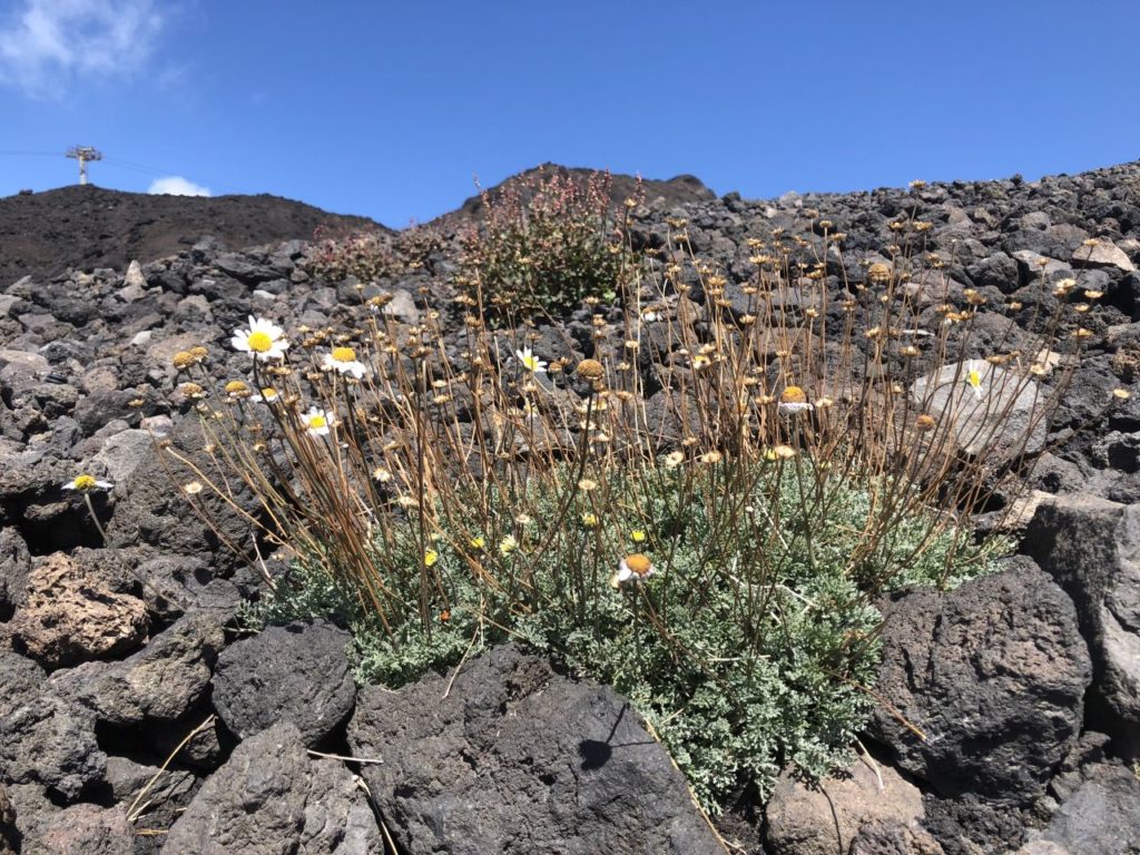 etna-sycylia-kwiatki