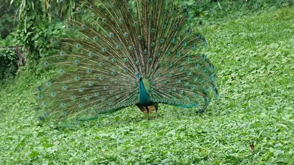 bird-park-kuala-lumpur
