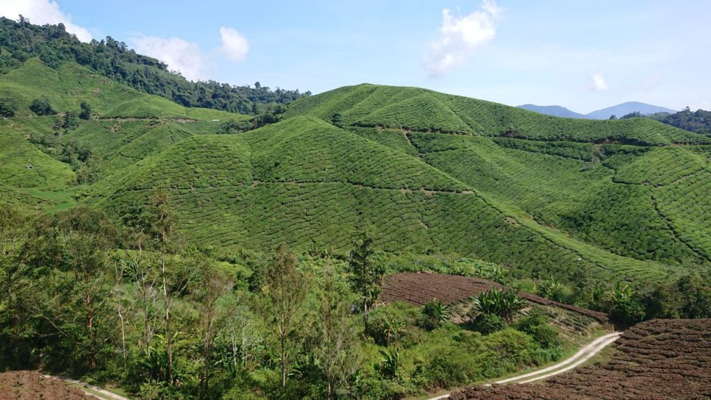 cameron-highlands-herbata-oniontrip-1