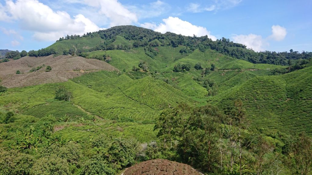 cameron-highlands-herbata-oniontrip-11