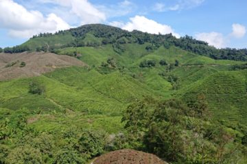 cameron-highlands-herbata-oniontrip-11