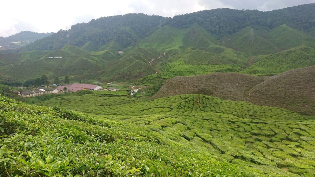 cameron-highlands-herbata-oniontrip-2