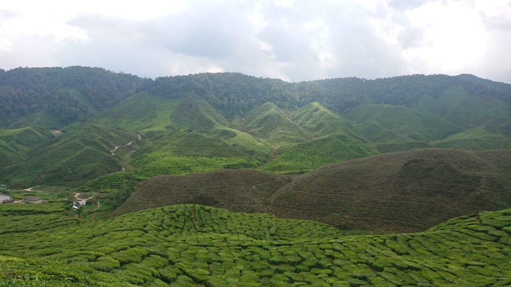 cameron-highlands-herbata-oniontrip-3