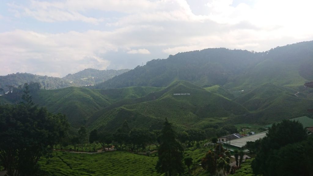 cameron-highlands-herbata-oniontrip-4