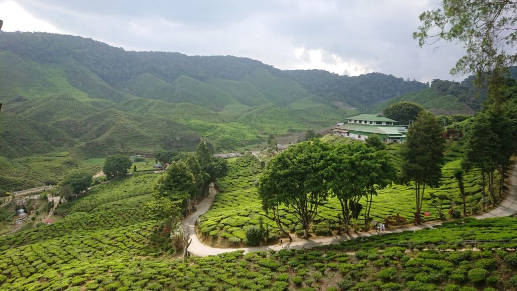 cameron-highlands-herbata-oniontrip-6