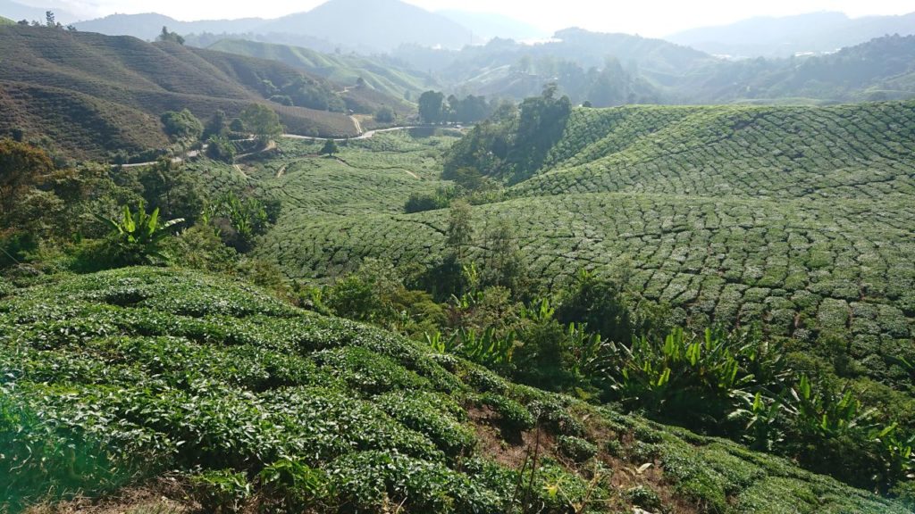 cameron-highlands-herbata-oniontrip-8