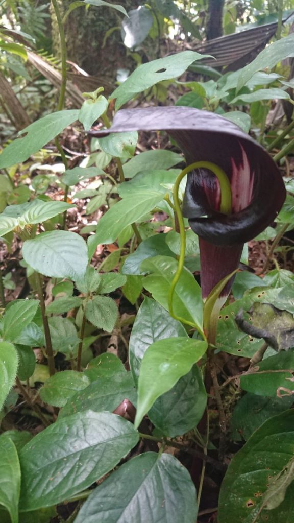 cobras-leaf-lisc-kobry