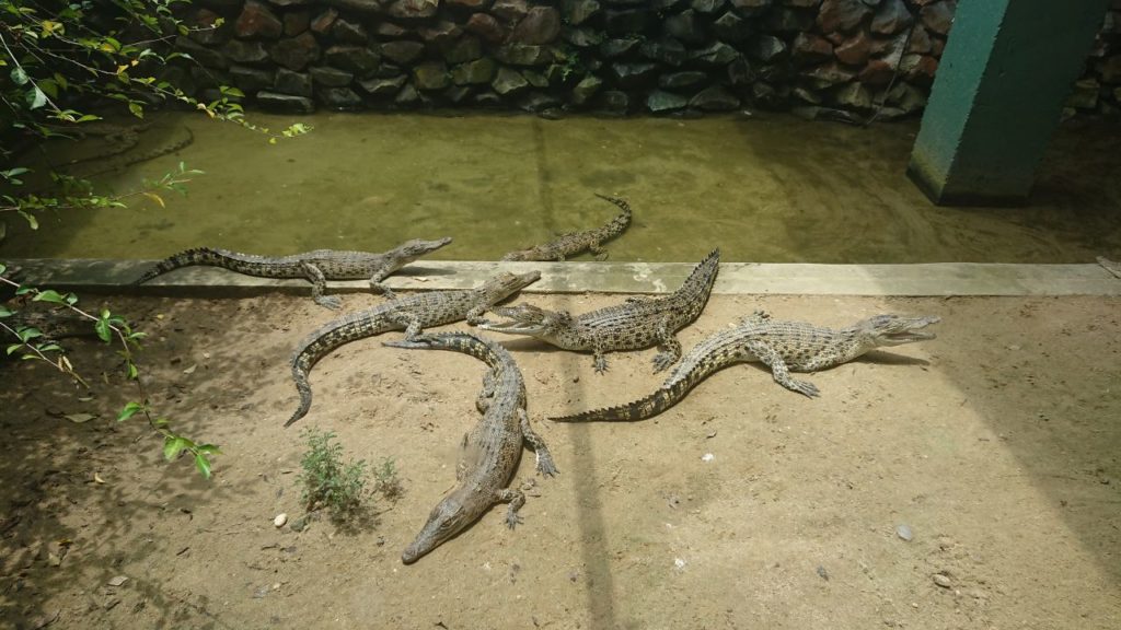 jong-crocodile-farm-4