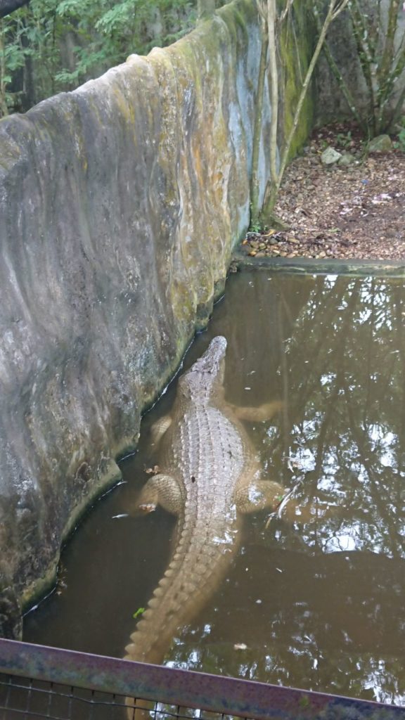 jong-crocodile-farm-5