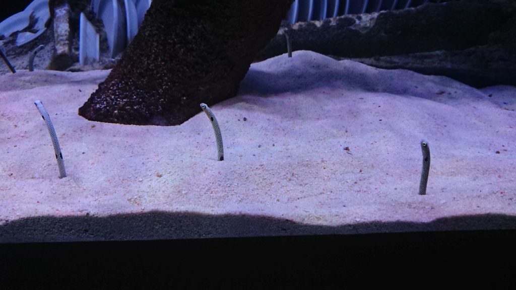 klcc-aquaria-3