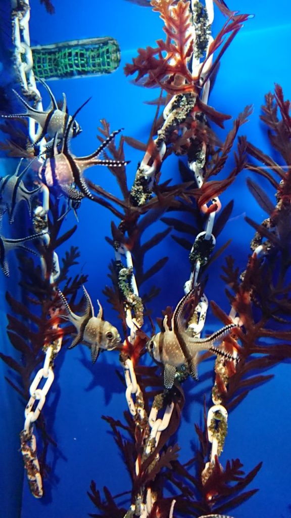 klcc-aquaria-4