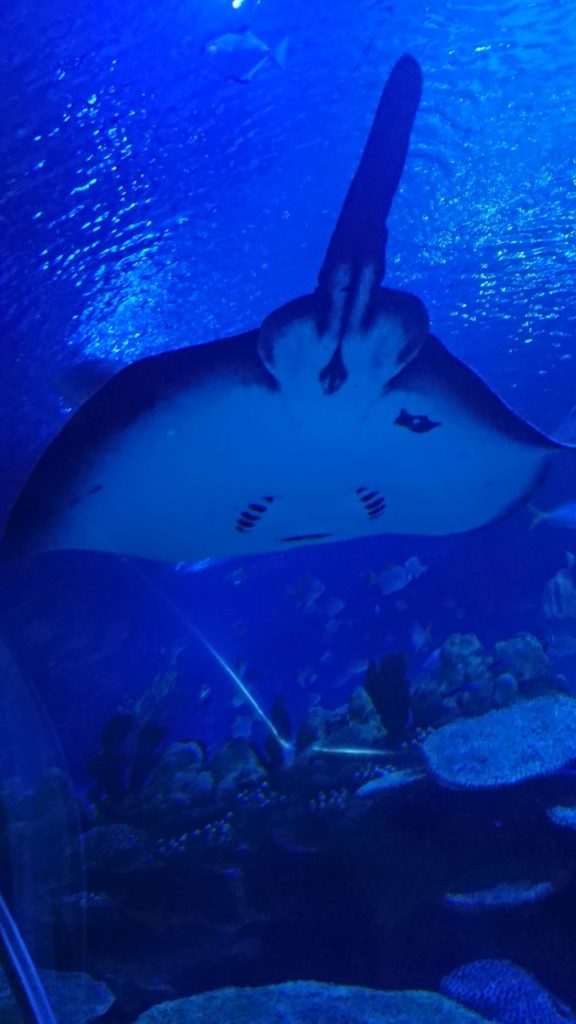klcc-aquaria-5