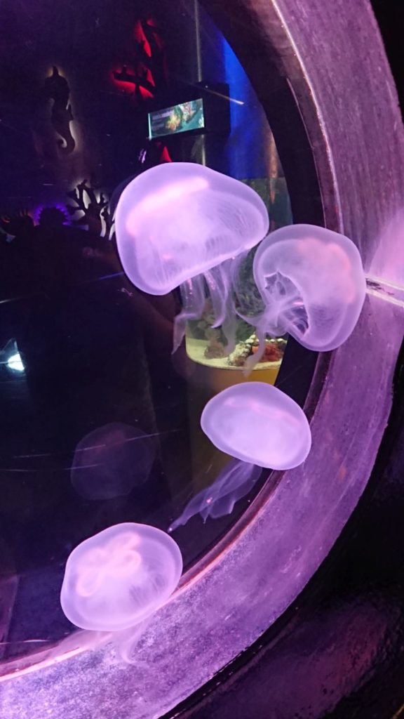klcc-aquaria-6