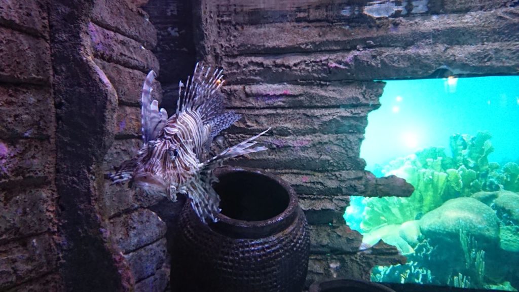 klcc-aquaria-kuala-lumpur