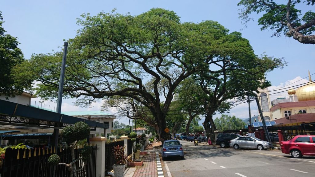 kuala-kangsar-drzewo