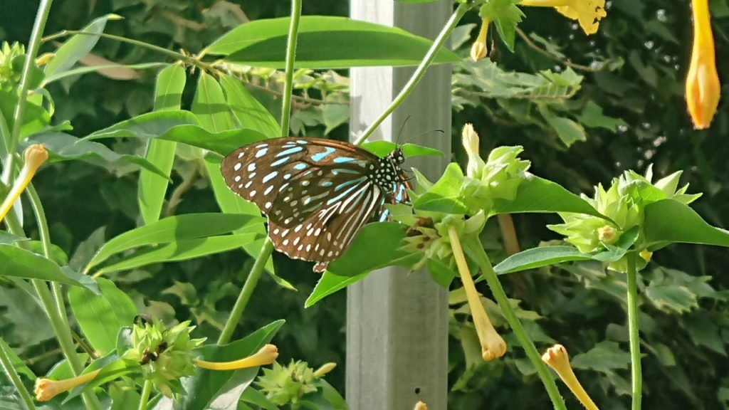 motyl