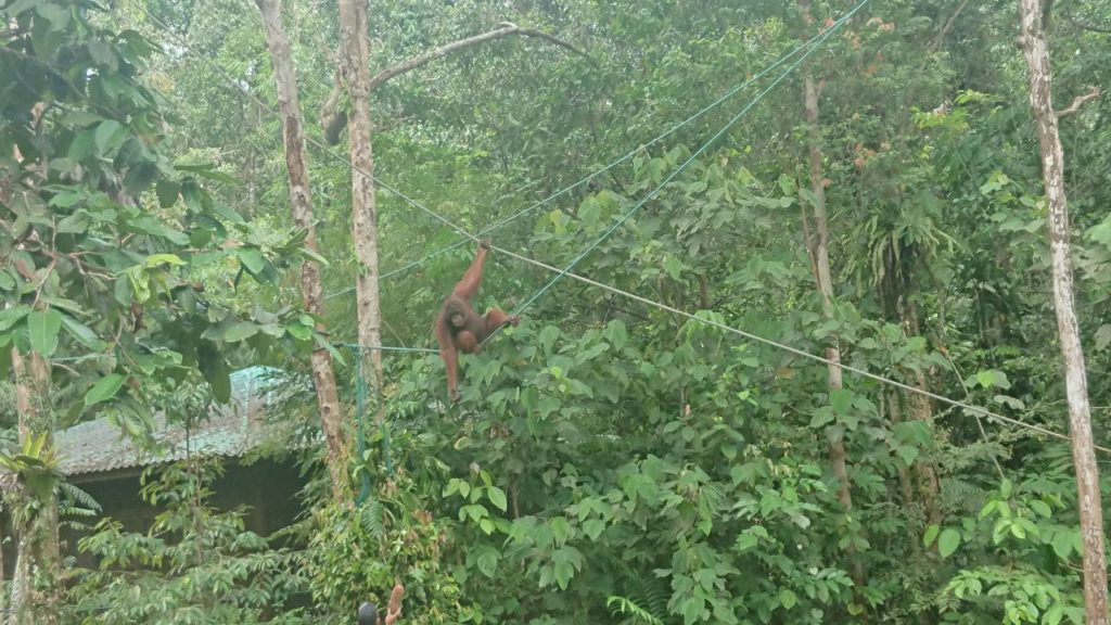 semenggoh-wildlife-rehabilitation