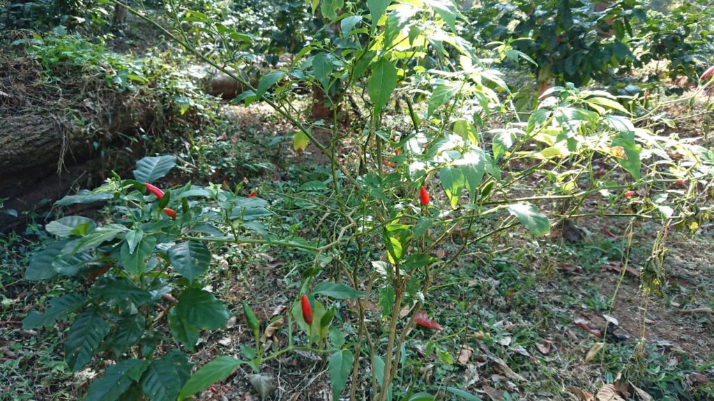 trekking-chiang-mai