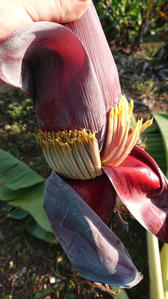 trekking-chiang-mai-3