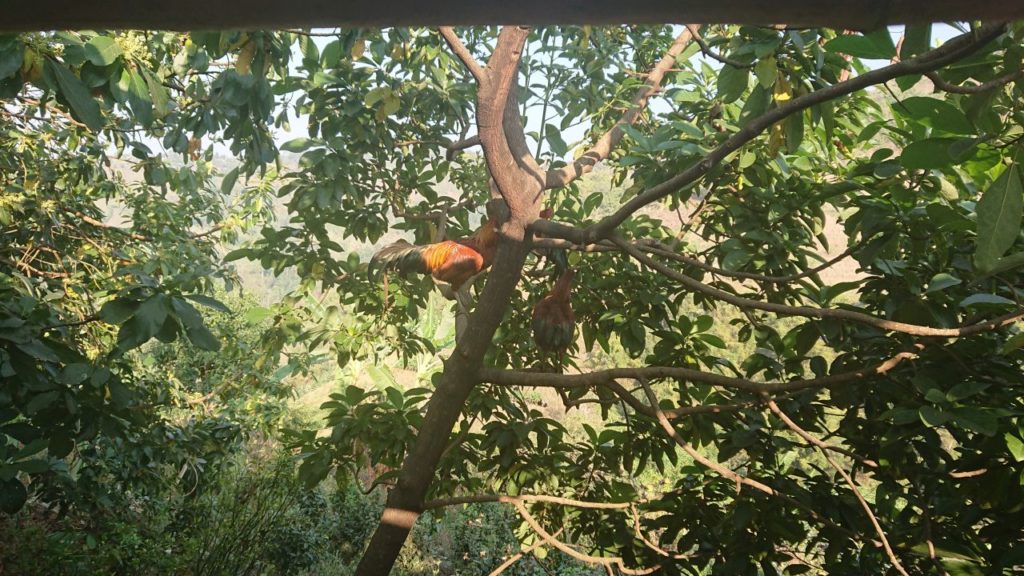 trekking-chiang-mai-6