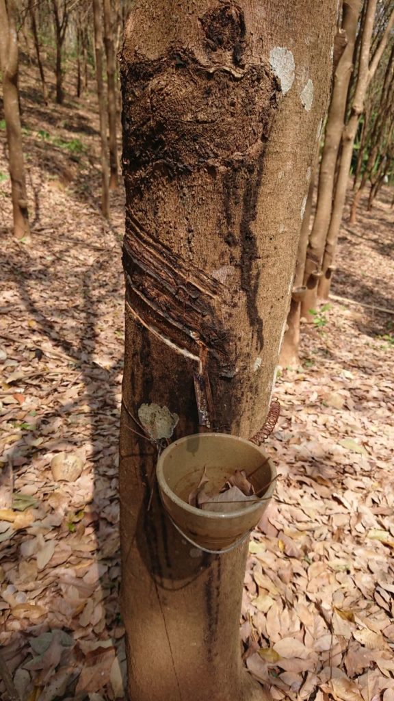 trekking-chiang-mai-7