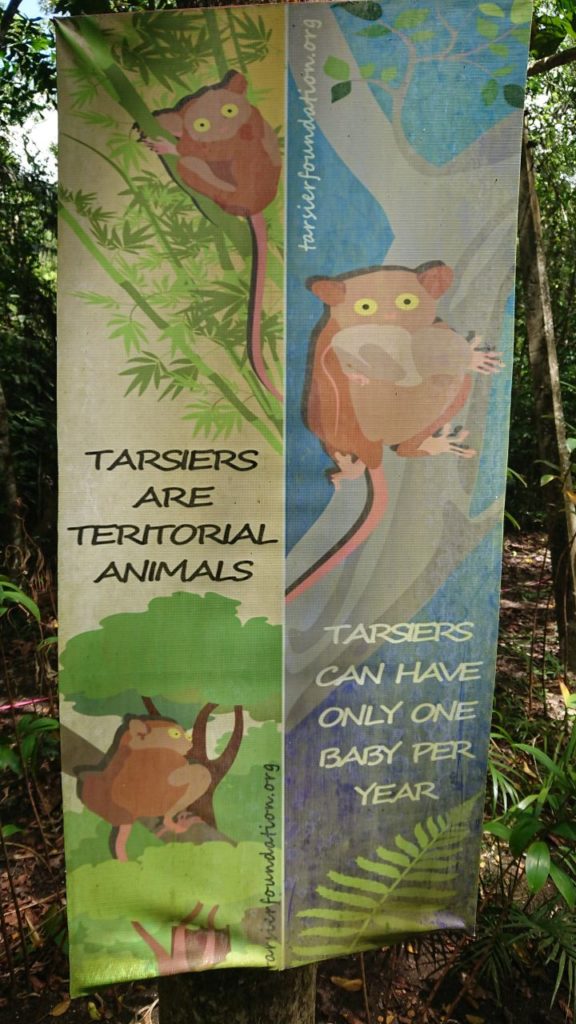 tarsier-info-oniontrip