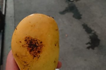 filipinskie-mango