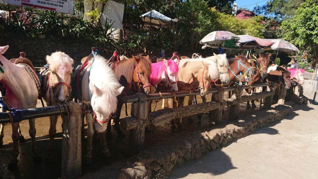 koniki-baguio