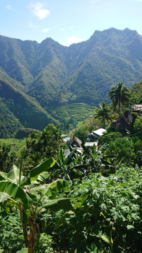tarasy-ryzowe-batad