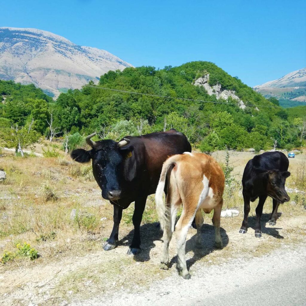albania wczasy zwierzeta na drodze