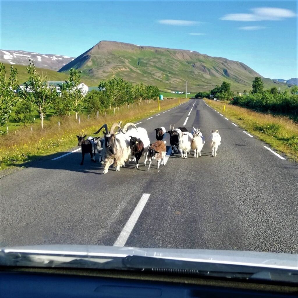 kozy-islandia-przewodnik